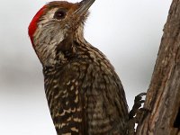 speg mannetjie4 (2)  Karedinaal Speg - Cardinal Woodpecker : frieda